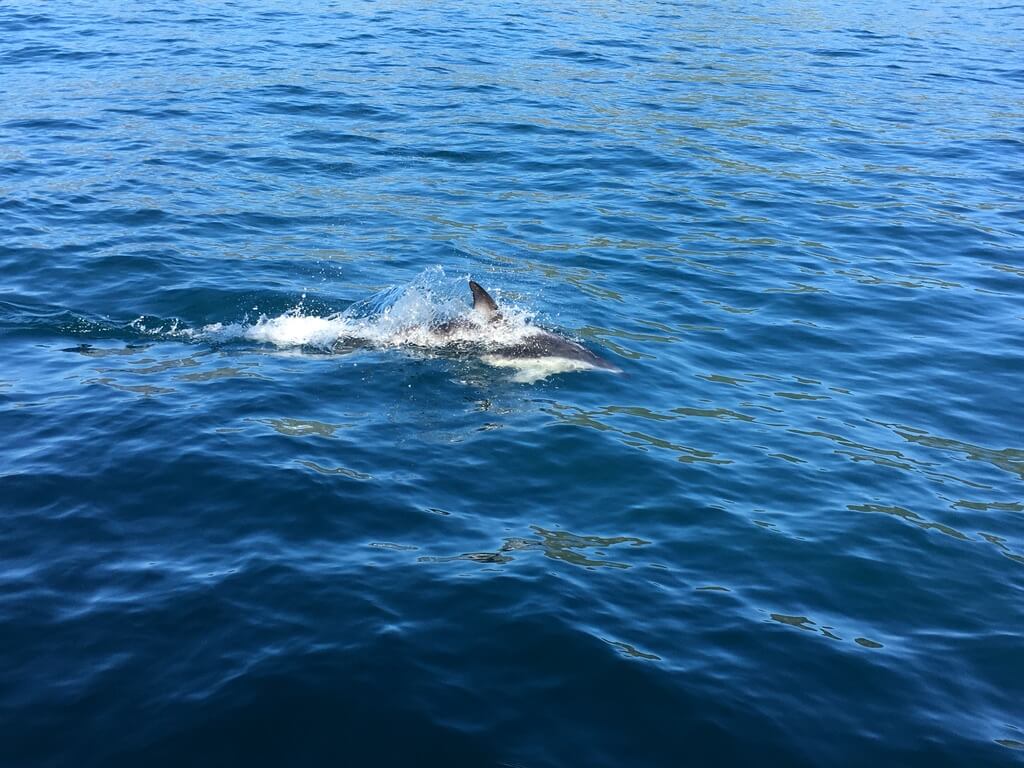 Meer Delfin kinesiologische Behandlung