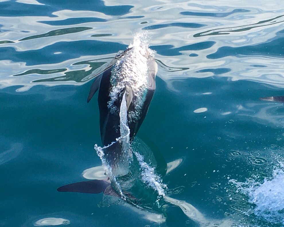 Meer Delfin kinesiologische Behandlung